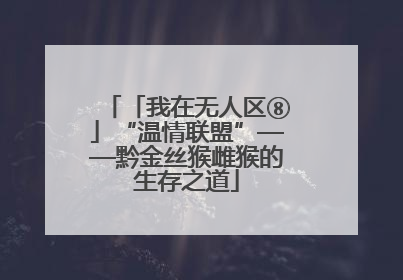 「我在无人区⑧」“温情联盟”——黔金丝猴雌猴的生存之道