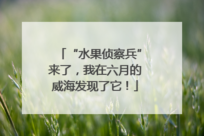“水果侦察兵”来了，我在六月的威海发现了它！