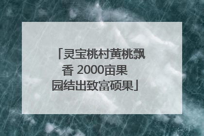 灵宝桃村黄桃飘香 2000亩果园结出致富硕果