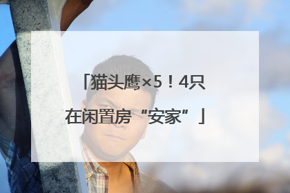 猫头鹰×5！4只在闲置房“安家”