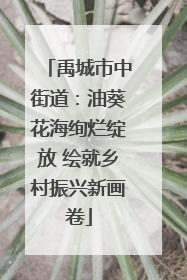 禹城市中街道：油葵花海绚烂绽放 绘就乡村振兴新画卷