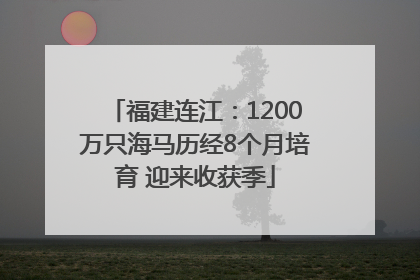 福建连江：1200万只海马历经8个月培育 迎来收获季