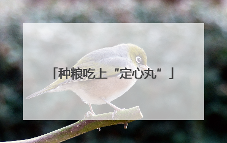 种粮吃上“定心丸”