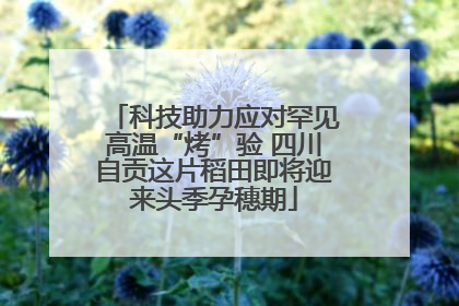 科技助力应对罕见高温“烤”验 四川自贡这片稻田即将迎来头季孕穗期
