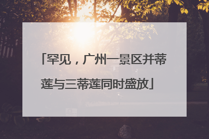 罕见，广州一景区并蒂莲与三蒂莲同时盛放