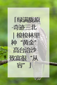 绿满陇原·奇迹三北｜梭梭林里种“黄金” 高台治沙致富很“从容”