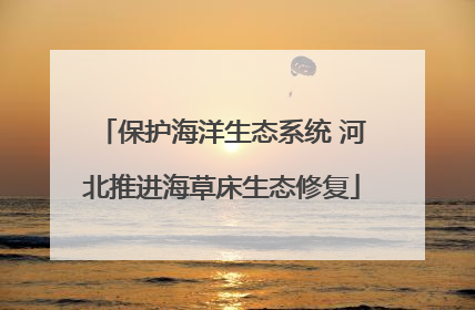 保护海洋生态系统 河北推进海草床生态修复