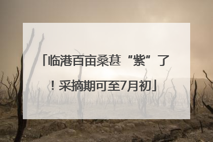 临港百亩桑葚“紫”了！采摘期可至7月初
