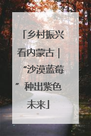乡村振兴看内蒙古｜“沙漠蓝莓”种出紫色未来