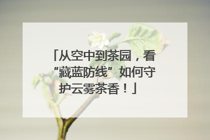 从空中到茶园，看“藏蓝防线”如何守护云雾茶香！