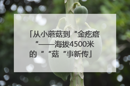 从小蘑菇到“金疙瘩“——海拔4500米的““菇“事新传