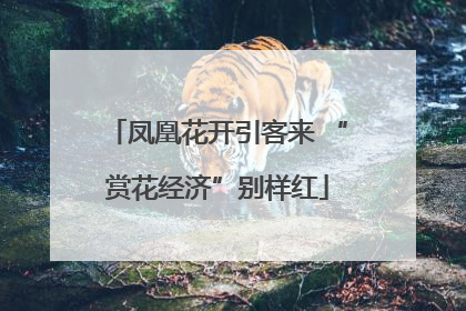 凤凰花开引客来 “赏花经济”别样红