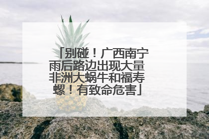 别碰！广西南宁雨后路边出现大量非洲大蜗牛和福寿螺！有致命危害