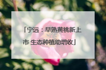 宁远：早熟黄桃新上市 生态种植助增收