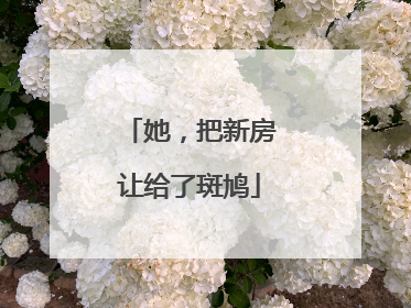 她，把新房让给了斑鸠