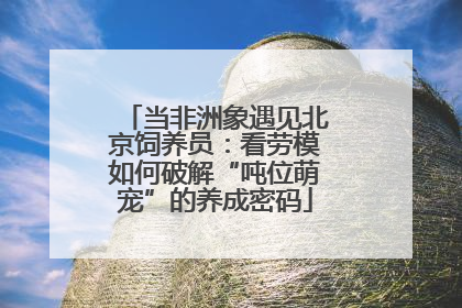 当非洲象遇见北京饲养员：看劳模如何破解“吨位萌宠”的养成密码