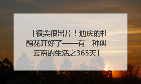 很美很出片！迪庆的杜鹃花开好了——有一种叫云南的生活之365天