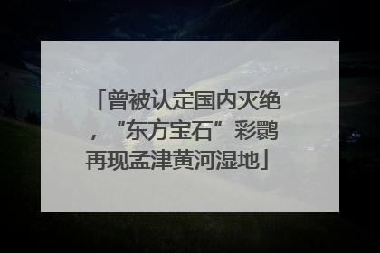 曾被认定国内灭绝，“东方宝石”彩鹮再现孟津黄河湿地