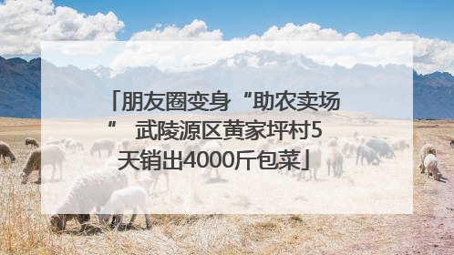 朋友圈变身“助农卖场” 武陵源区黄家坪村5天销出4000斤包菜