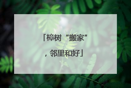 樟树“搬家”，邻里和好