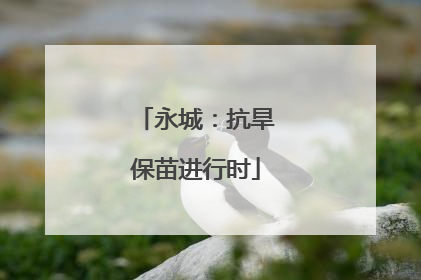 永城：抗旱保苗进行时