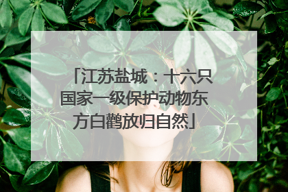 江苏盐城：十六只国家一级保护动物东方白鹳放归自然