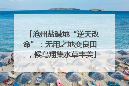 沧州盐碱地“逆天改命”：无用之地变良田，候鸟翔集水草丰美