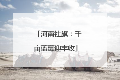 河南社旗：千亩蓝莓迎丰收