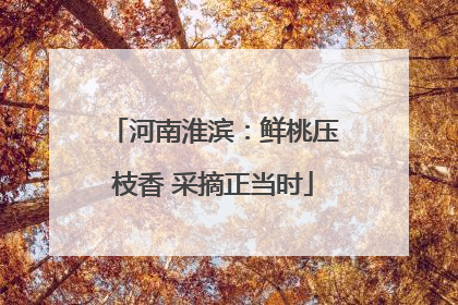 河南淮滨：鲜桃压枝香 采摘正当时