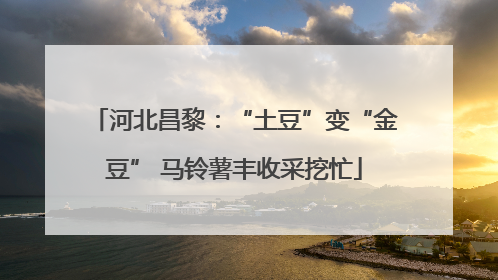 河北昌黎：“土豆”变“金豆” 马铃薯丰收采挖忙
