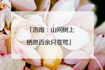 洛南：山间树上栖息百余只苍鹭