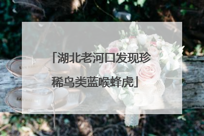 湖北老河口发现珍稀鸟类蓝喉蜂虎