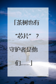 茶树也有“芯片”？守护者是他们……
