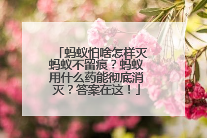 蚂蚁怕啥怎样灭蚂蚁不留痕？蚂蚁用什么药能彻底消灭？答案在这！