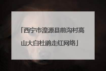 西宁市湟源县前沟村高山大白杜鹃走红网络