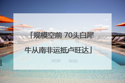 规模空前 70头白犀牛从南非运抵卢旺达