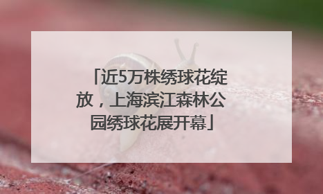 近5万株绣球花绽放，上海滨江森林公园绣球花展开幕
