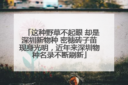 这种野草不起眼 却是深圳新物种 密穗砖子苗现身光明，近年来深圳物种名录不断刷新