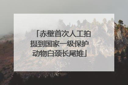 赤壁首次人工拍摄到国家一级保护动物白颈长尾雉