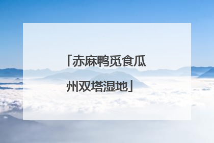 赤麻鸭觅食瓜州双塔湿地