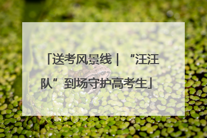 送考风景线｜“汪汪队”到场守护高考生