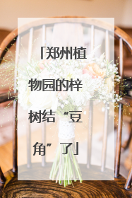 郑州植物园的梓树结“豆角”了