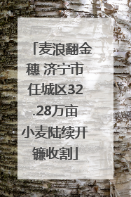 麦浪翻金穗 济宁市任城区32.28万亩小麦陆续开镰收割