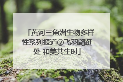 黄河三角洲生物多样性系列报道②飞羽翩跹处 和美共生时